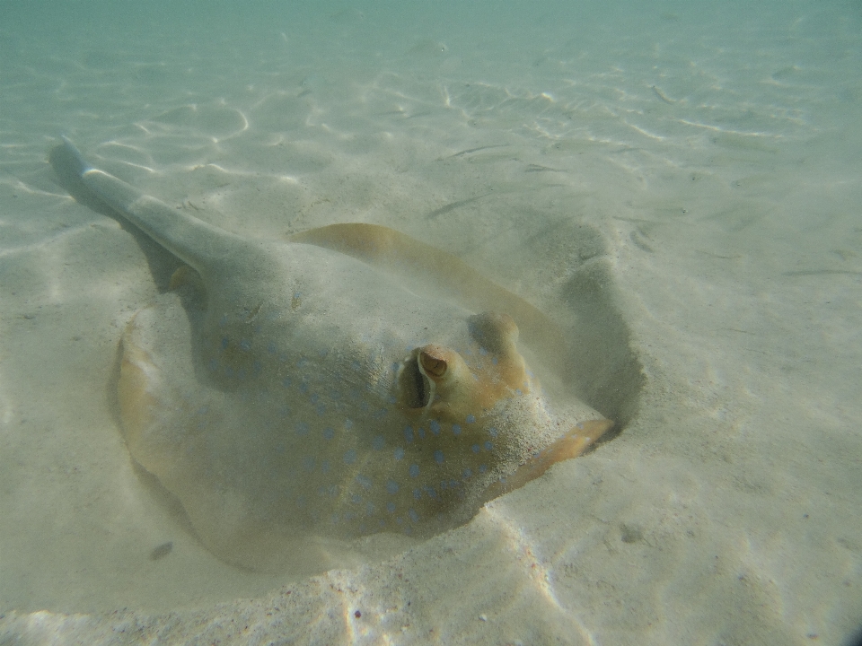 Laut menyelam bawah air biologi