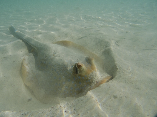 Photo Mer océan plongée sous-marin