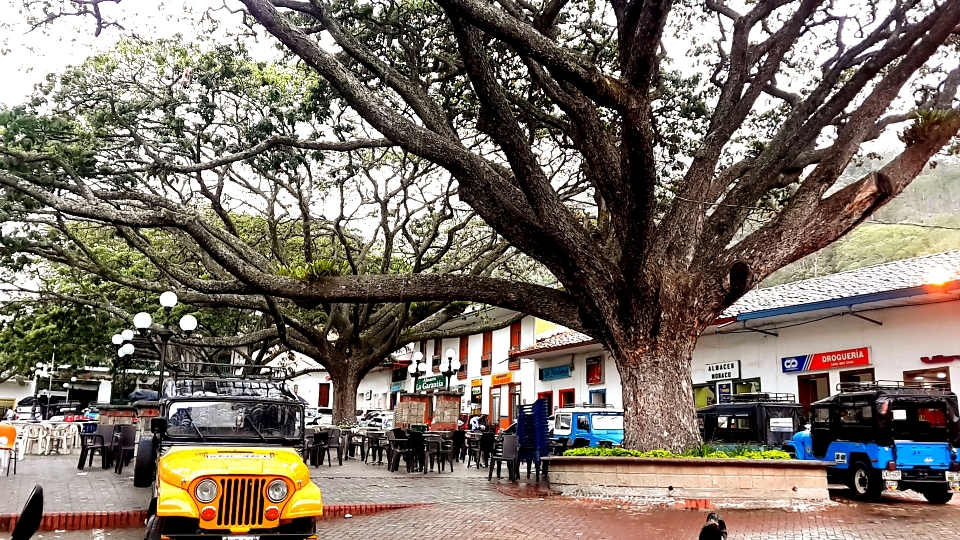 Baum fußgänger menschen straße