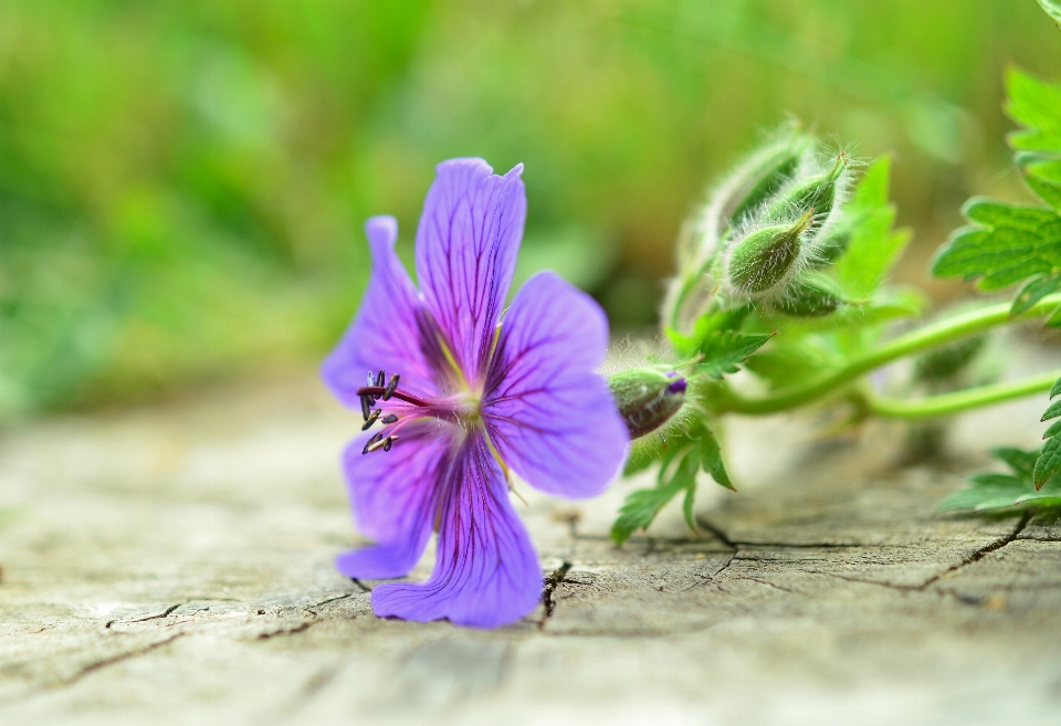 Naturaleza florecer planta fotografía