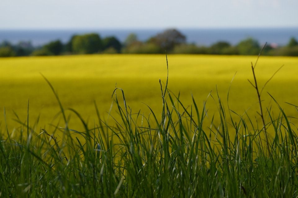 Paysage nature herbe horizon