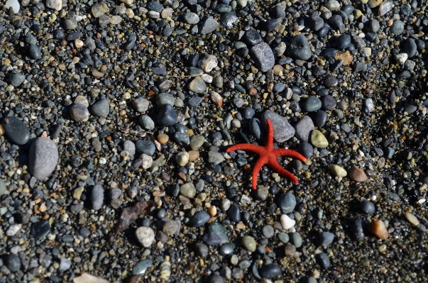 Beach nature sand rock Photo