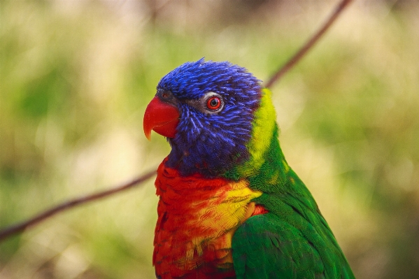 自然 鳥 動物 かわいい 写真