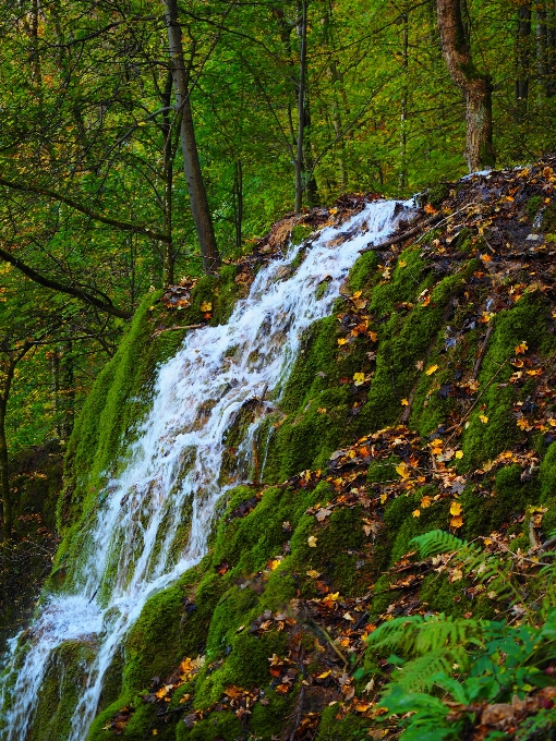 Arbre eau nature forêt