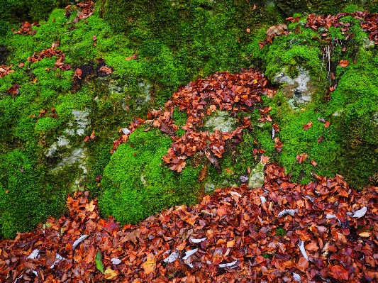 Tree forest rock plant Photo