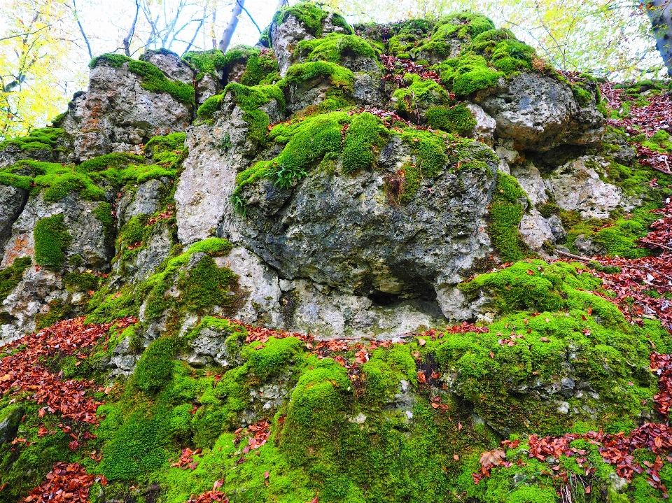 Arbre forêt rock usine