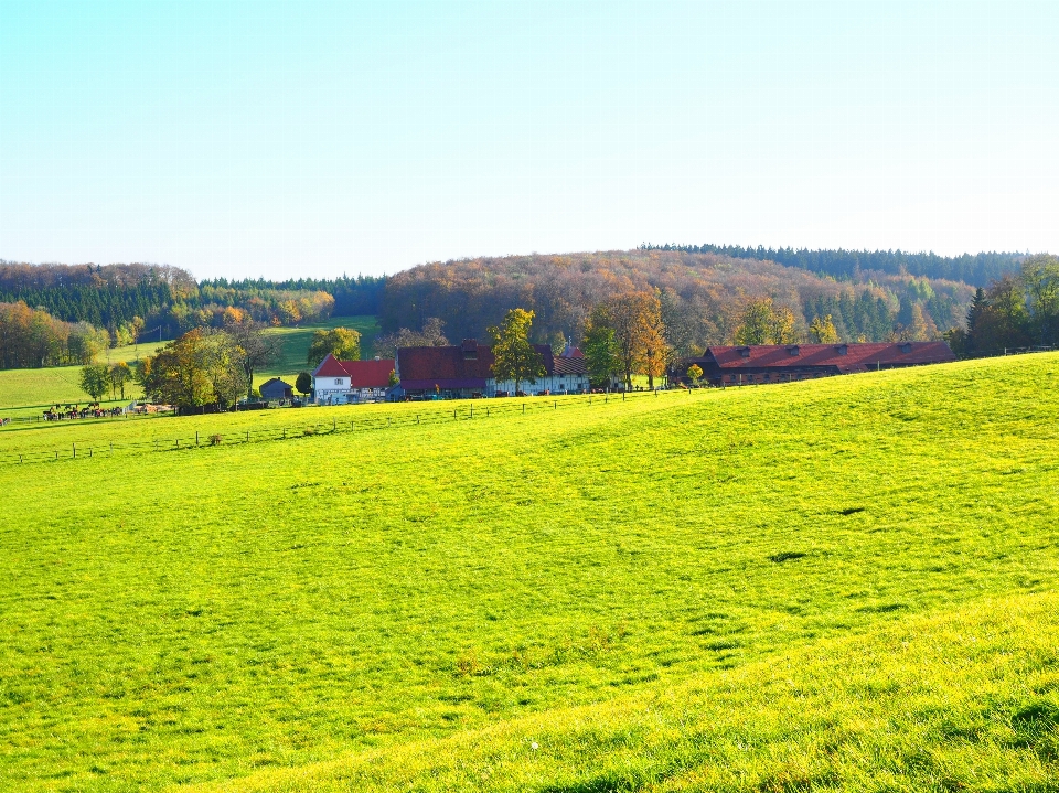 Paysage herbe usine champ