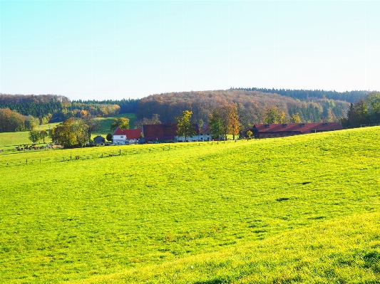 Landscape grass plant field Photo