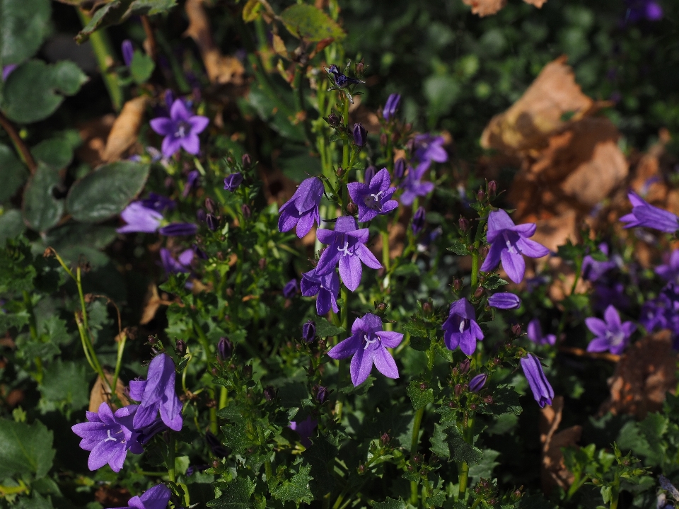 Natureza plantar flor roxo