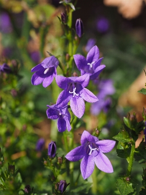 Natur blüte anlage blume Foto