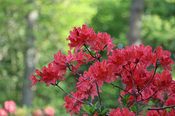 木 自然 花 植物 写真