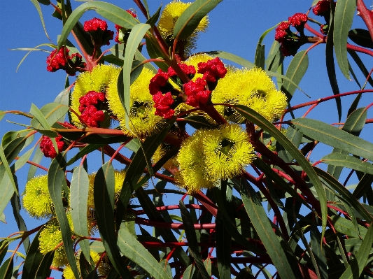 Tree nature branch blossom Photo