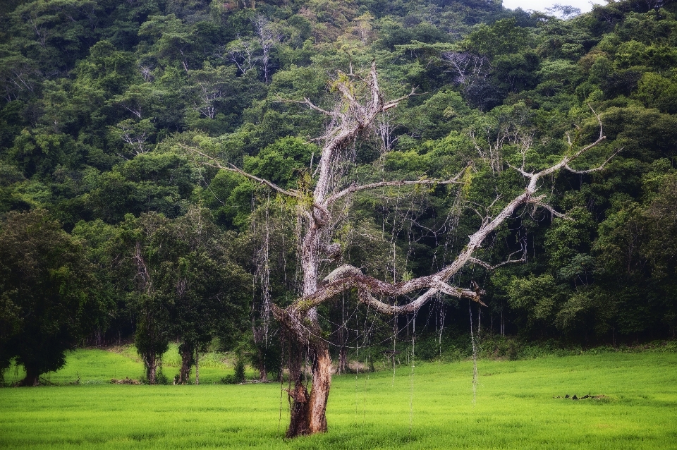 Paisaje árbol naturaleza bosque