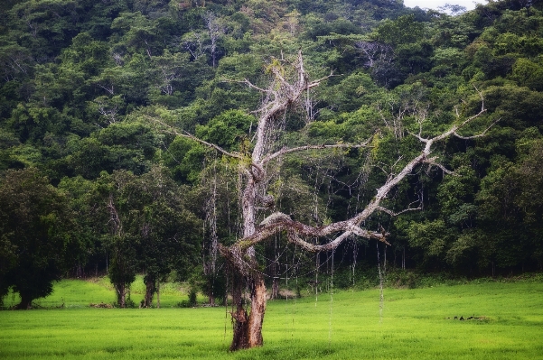 Photo Paysage arbre nature forêt