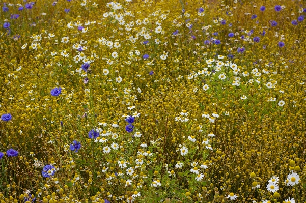 Nature grass blossom plant Photo