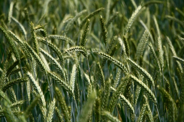 Nature grass plant field Photo