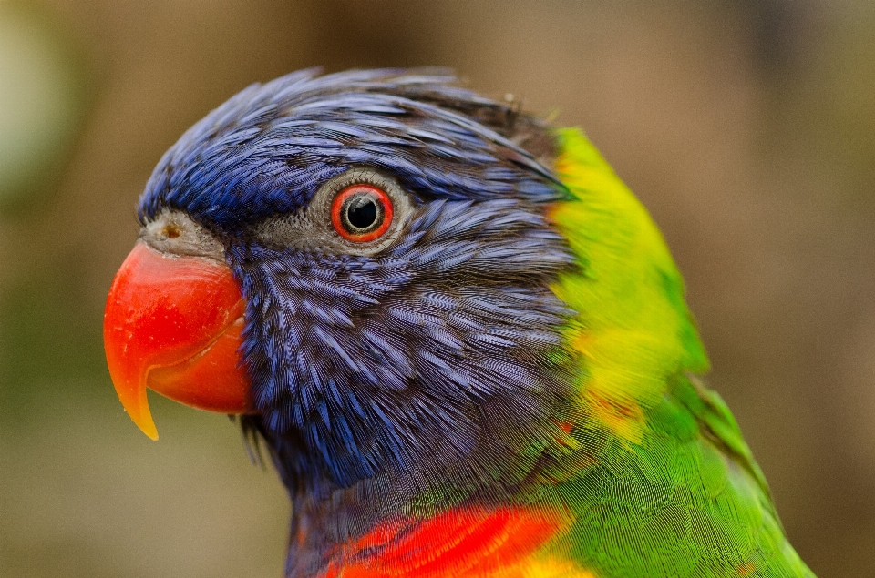 Oiseau faune le bec coloré