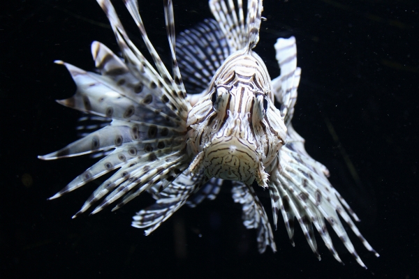 Foto Sayap biologi ikan singa
