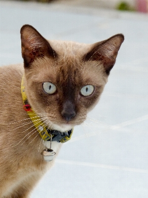 Foto Leggero animale carino asiatico