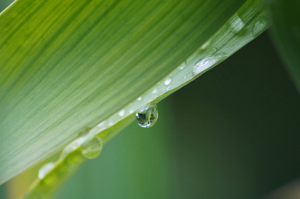 Water nature grass droplet