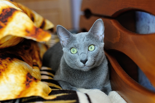 Foto Animale carino domestico pelliccia