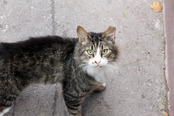 Foto All'aperto strada dolce animale