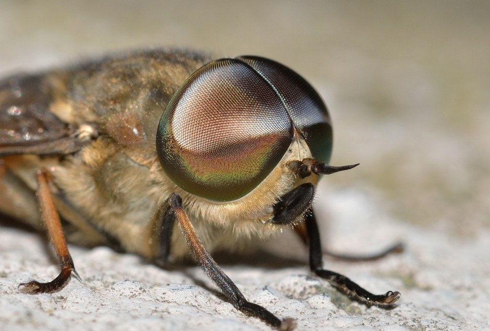 Fotografie fliege tierwelt insekt