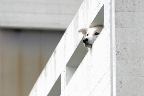 羽 白 犬 動物 写真