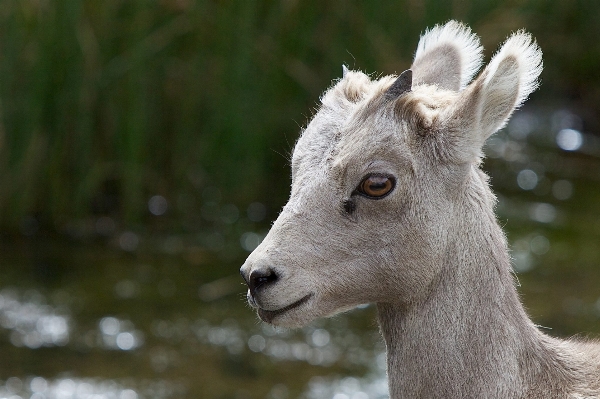 Nature wilderness mountain animal Photo