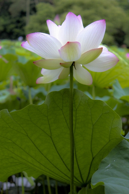 식물 잎 꽃 꽃잎