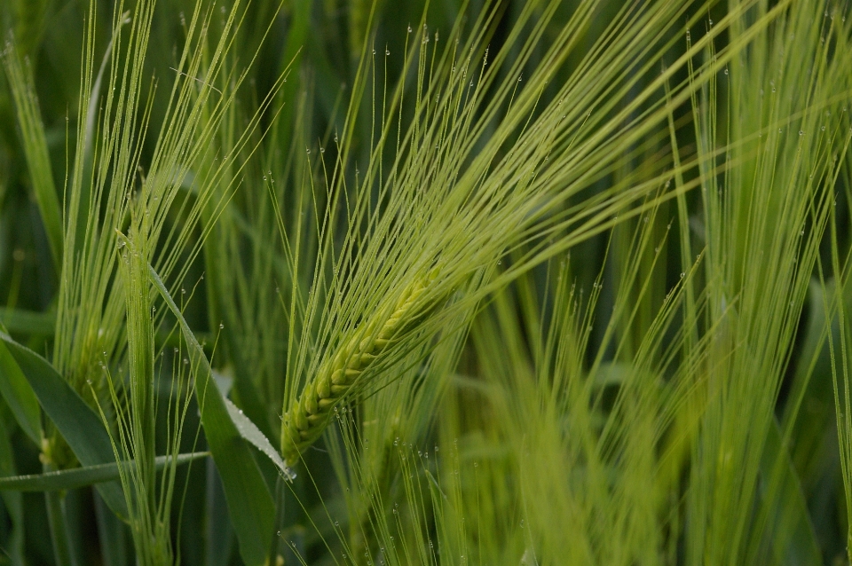 Natura trawa zakład pole