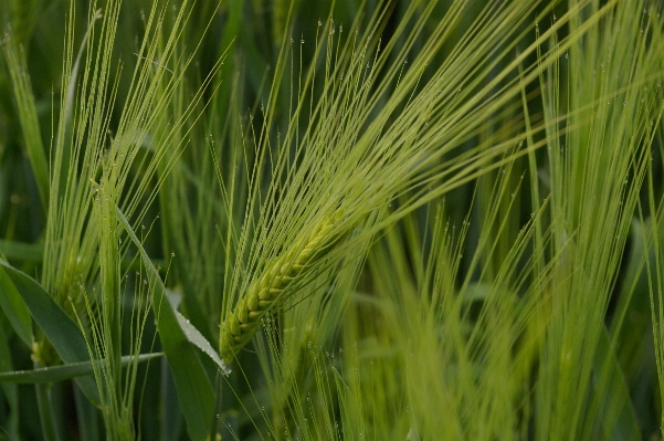 Nature grass plant field Photo