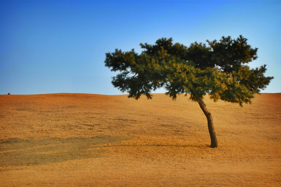 Paysage arbre nature horizon