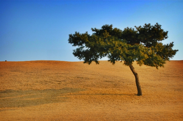 Foto Paesaggio albero natura orizzonte