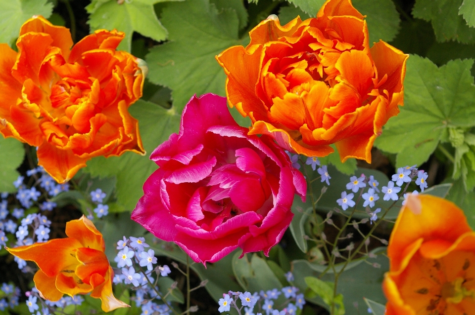 Natura fiore pianta petalo