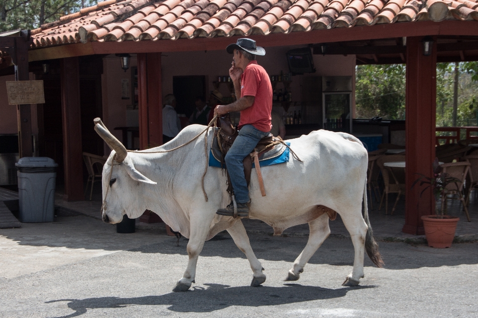 Veículo cavalo garanhão cuba