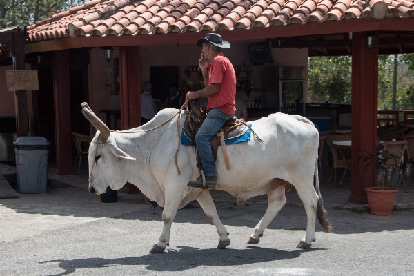 Vehicle horse stallion cuba Photo