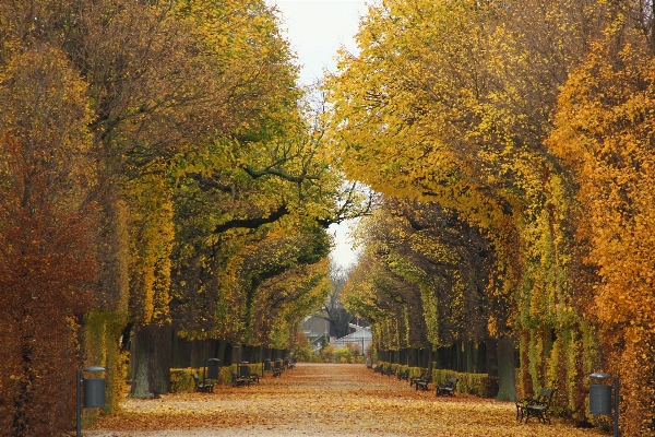 Foto árbol naturaleza bosque planta