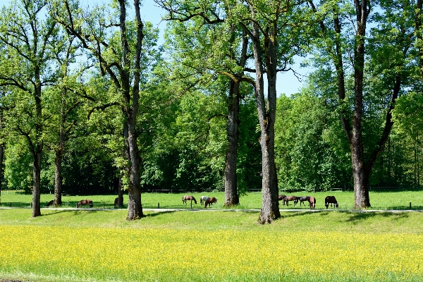 Tree nature forest grass Photo