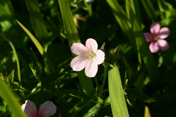 自然 草 花 植物 写真