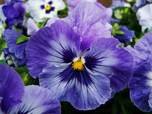 Plant flower purple petal Photo