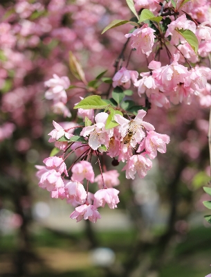 Nature outdoor branch blossom Photo