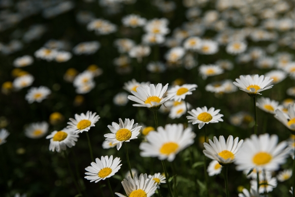 Foto Alam rumput mekar tanaman