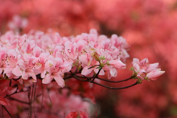 Nature branch blossom plant Photo