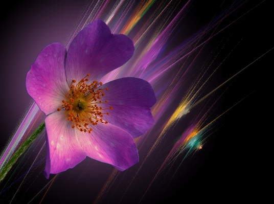 Blossom plant photography sunlight Photo