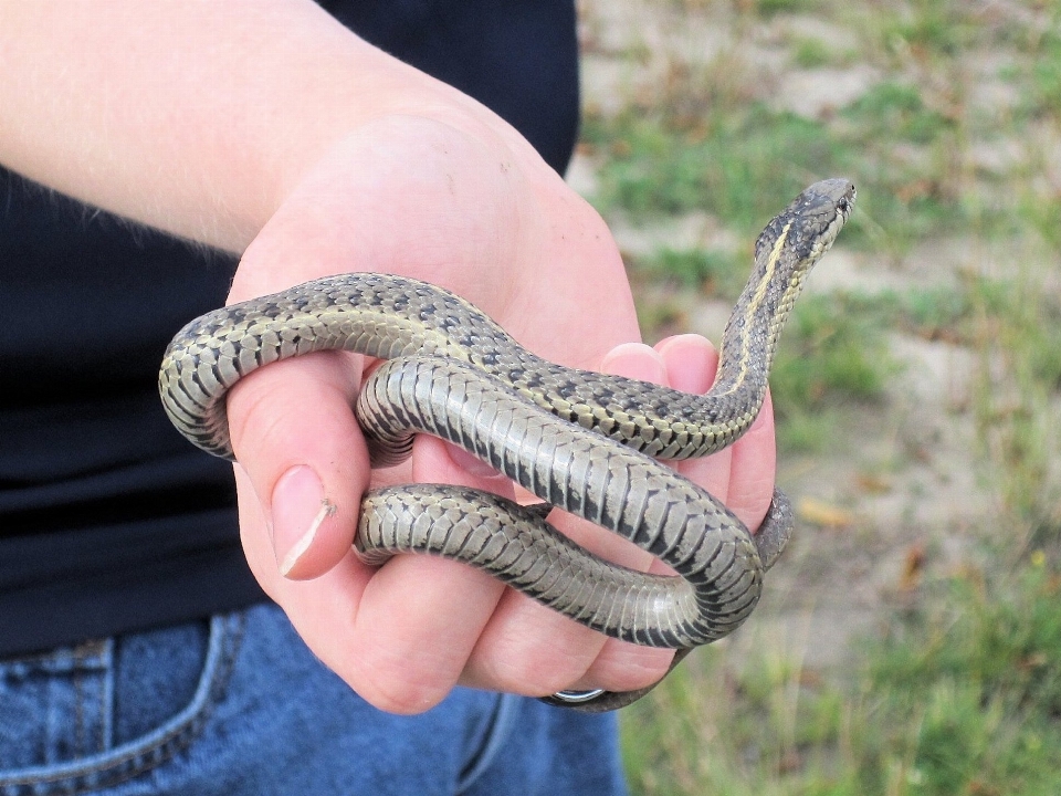 Hand reptil kanada schlange