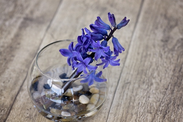 Blossom plant wood leaf Photo