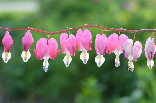 Blossom plant leaf flower Photo