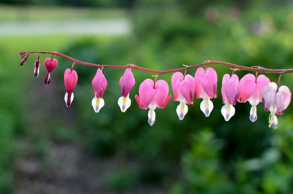 Nature blossom plant leaf Photo