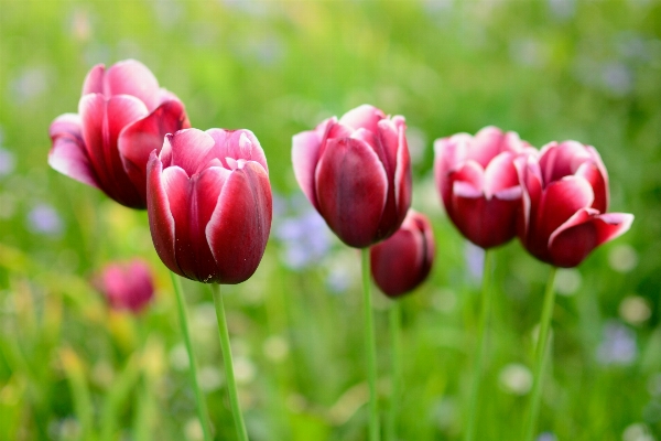 Nature blossom plant flower Photo